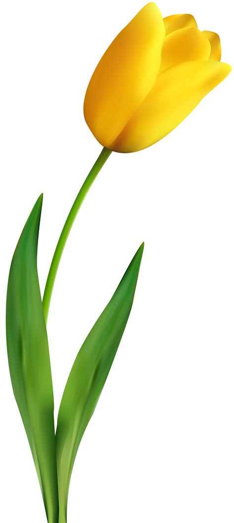 Yellow Tulip Clipart | Free download on ClipArtMag