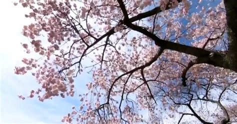 Cherry Blossom Festival returns to Fairmount Park this weekend - CBS Philadelphia