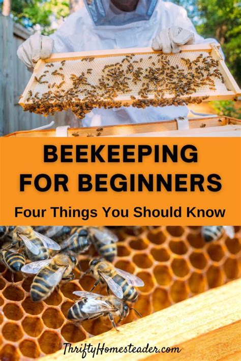 Beginner Beekeeping: 4 Things You Should Know About Honey Farming