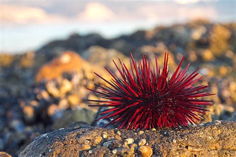 100+ Red Sea Urchin Photos Stock Photos, Pictures & Royalty-Free Images ...