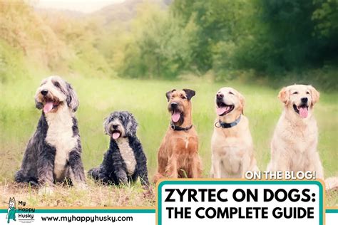 Can You Use Zyrtec on Dogs: (What Vets Say) – My Happy Husky