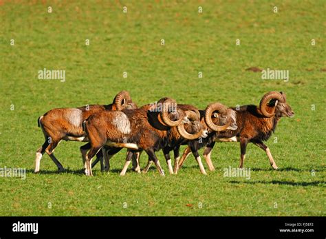 Mouflon (Ovis musimon, Ovis gmelini musimon, Ovis orientalis musimon ...