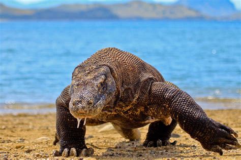 The Komodo Dragon | The Komodo dragon (Varanus komodoensis) … | Flickr