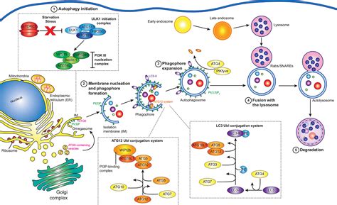 Frontiers | Interfering with Autophagy: The Opposing Strategies Deployed by Legionella ...