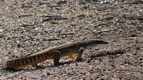 Sand goanna - Wikipedia