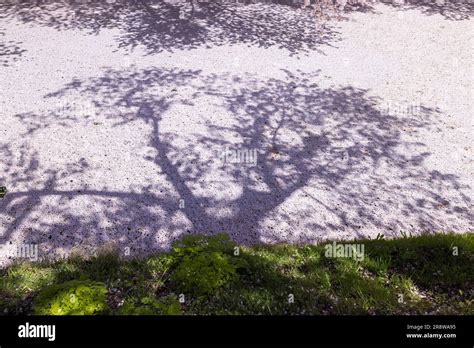 Cherry blossoms in Hirosaki Park Stock Photo - Alamy