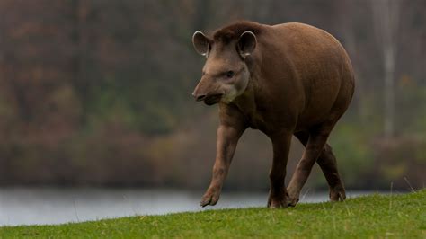 Masaüstü : baird's tapir, Ot, Hayvanlar 3840x2160 - OneCivilization - 1990363 - Masaüstü arka ...