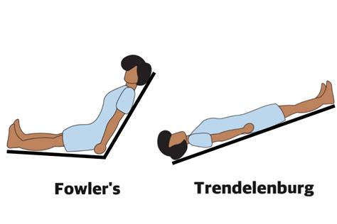 Anatomical Position: Definitions and Illustrations