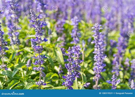 Blue Salvia Flowers Blooming in the Garden Stock Image - Image of ...