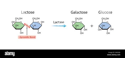 Scientific Designing of Lactase Enzyme Effect on Lactose Molecule. Colorful Symbols. Vector ...