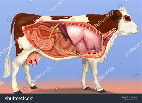 5.482 Cow Anatomy Bilder, Stockfotos und Vektorgrafiken | Shutterstock