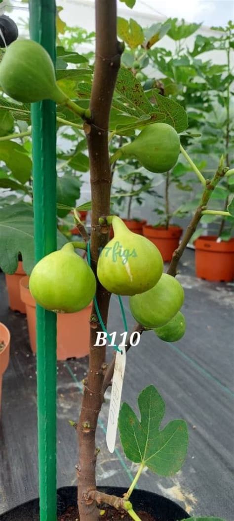 Fig Cuttings 4 Sale Multiple Varieties, Furniture & Home Living, Gardening, Plants & Seeds on ...