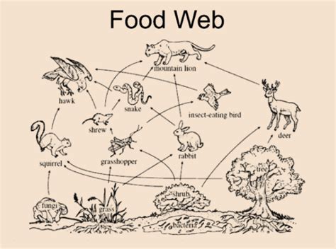 Forest Food Web Examples