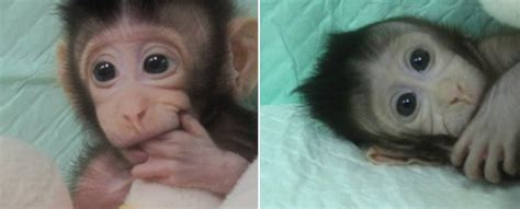 These Are The First-Ever Monkeys Cloned Using an Advanced Technique ...