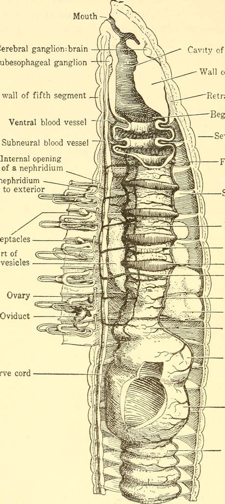 Image from page 125 of "Animal biology" (1938) | Title: Anim… | Flickr