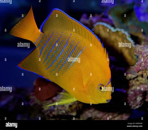 Clarion angelfish (Holacanthus clarionensis Stock Photo - Alamy