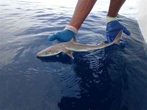 This Big-Eyed, Deep-Sea Shark Looks Like an Anime Character | Live Science