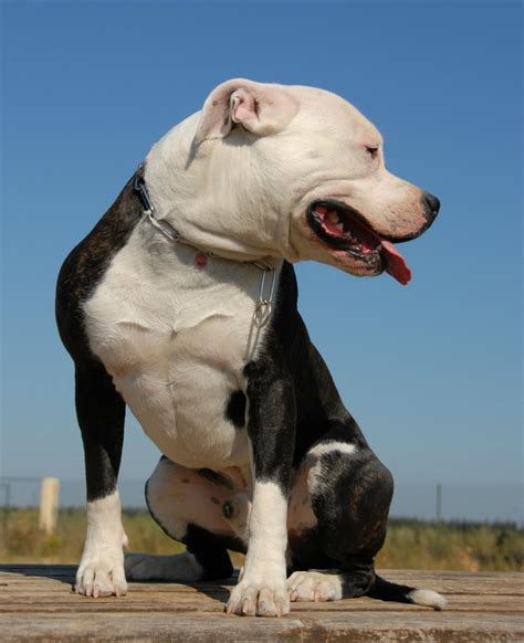 Training a Rescued Pit Bull? | ThriftyFun