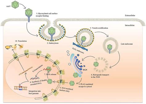 Frontiers | AAV-mediated gene therapy: Advancing cardiovascular disease ...