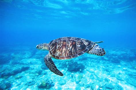 รูปภาพ : สัตว์มีกระดูกสันหลัง, Hawksbill sea turtle, Olive ridley sea turtle, เต่าทะเลโขดหิน ...