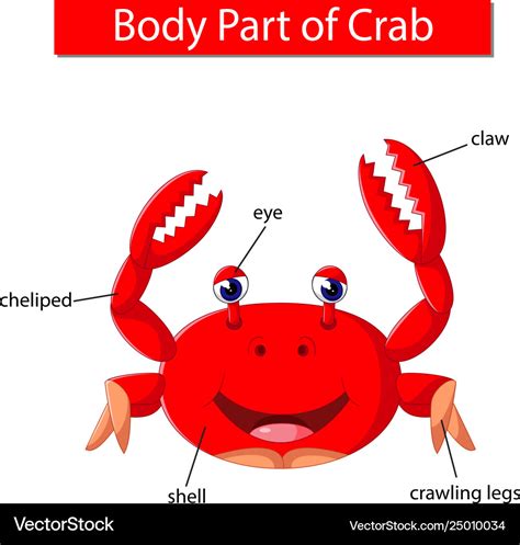 Diagram showing body part crab Royalty Free Vector Image