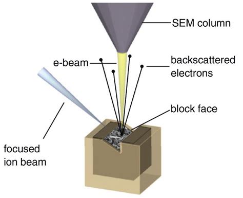 Focused Ion Beam milling combined with Scanning Electron Microscopy (FIB-SEM) – Electron ...