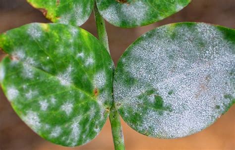 Garden Guy Hawaii: The Plague of Powdery Mildew