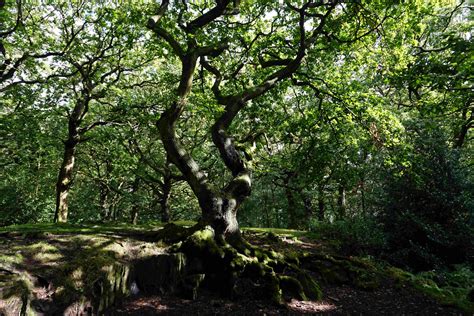 Nature Reserve Spotlight: Swithland Wood – Exploration Journal