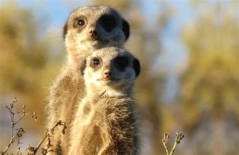 Meerkat - Description, Habitat, Image, Diet, and Interesting Facts