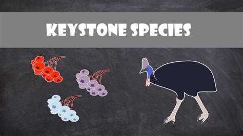 Keystone Species | Ecology - YouTube