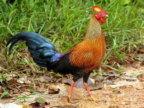 Ceylon Jungle Fowl | The Sri Lankan Jungle fowl ( Gallus lafeyetii )