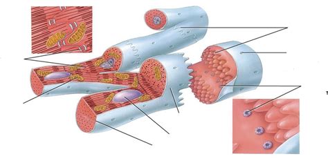 Diagram of Cardiac Muscle Fibers | Quizlet