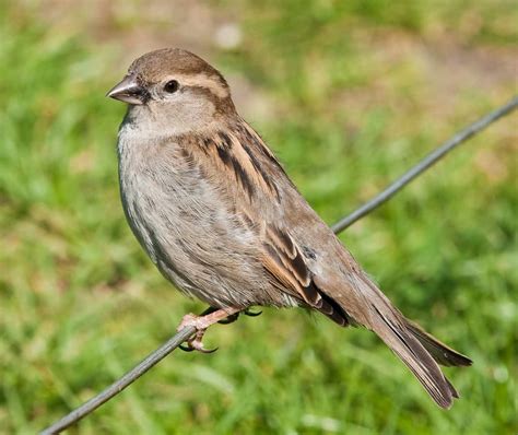 What Is a Sparrow?