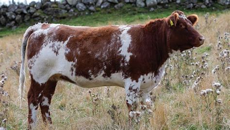 How a three-way-cross beef cow is performing on Scottish farm - Farmers Weekly