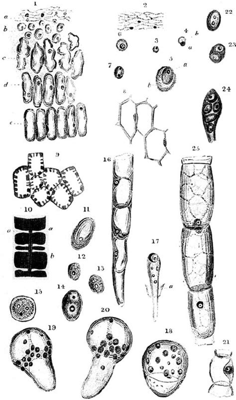 Theodor Schwann Microscope