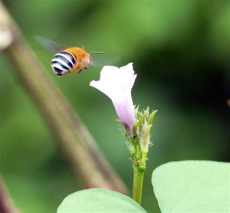 Blue Banded Bee – Kuranda Region