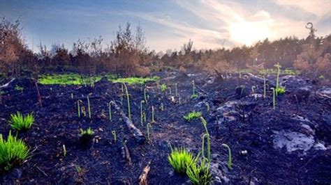 Swinley Forest fire: Plants and wildlife start recovery - BBC News