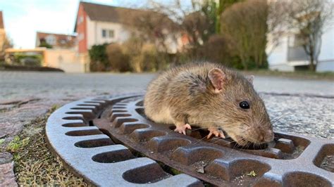 Fat rat saved from manhole by German animal rescue - BBC News