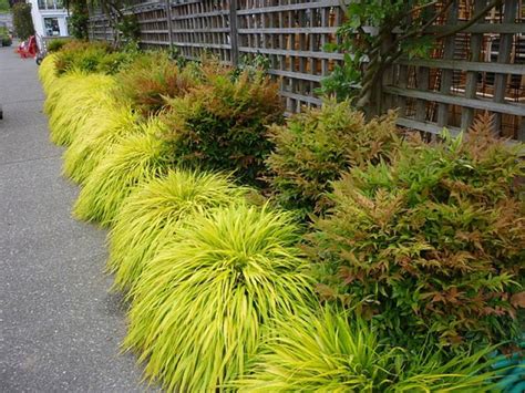 1000+ images about Ornamental grasses and landscape grasses on ...