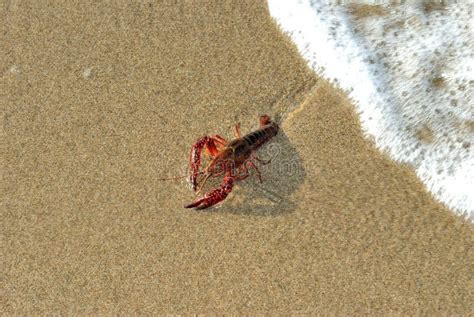 Clawed Lobster Alive on a Beach Stock Image - Image of crab, claw: 120870899