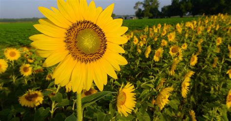 Plan your Sunflower Trail visit with this interactive map