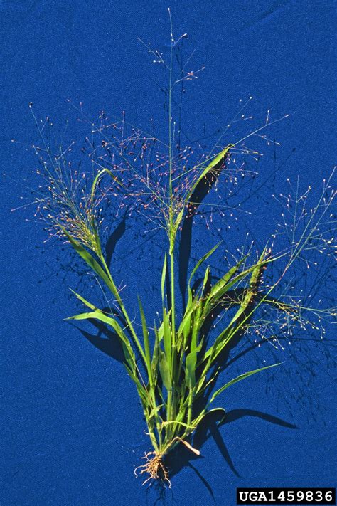 witchgrass (Panicum capillare)