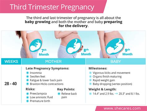 Third Trimester of Pregnancy - Women Fitness Magazine Pregnancy Videos ...