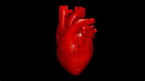 Medical Animation - The Human Heart on Vimeo