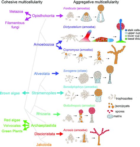 Evolution of multicellularity in eukaryotes. Multicellular organisms... | Download Scientific ...