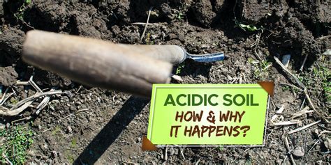 Why Does Soil Become Acidic? [Explained] - Grow Your Yard