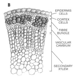 Saskatchewan Flax Development Commission - Flax Fiber