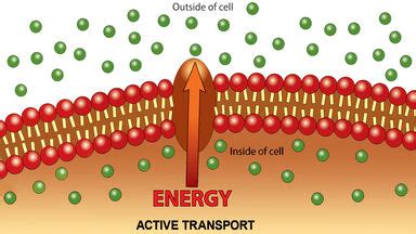 Examples of Active Transport in Plants and Animals