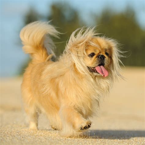 Pekingese grooming, bathing and care | Espree