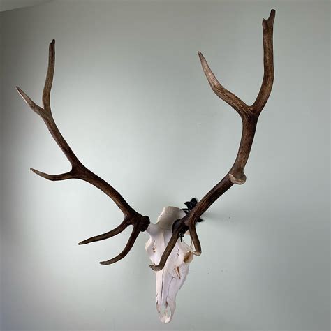 Deer Skull Mounts: Showcase Your Trophy with Style